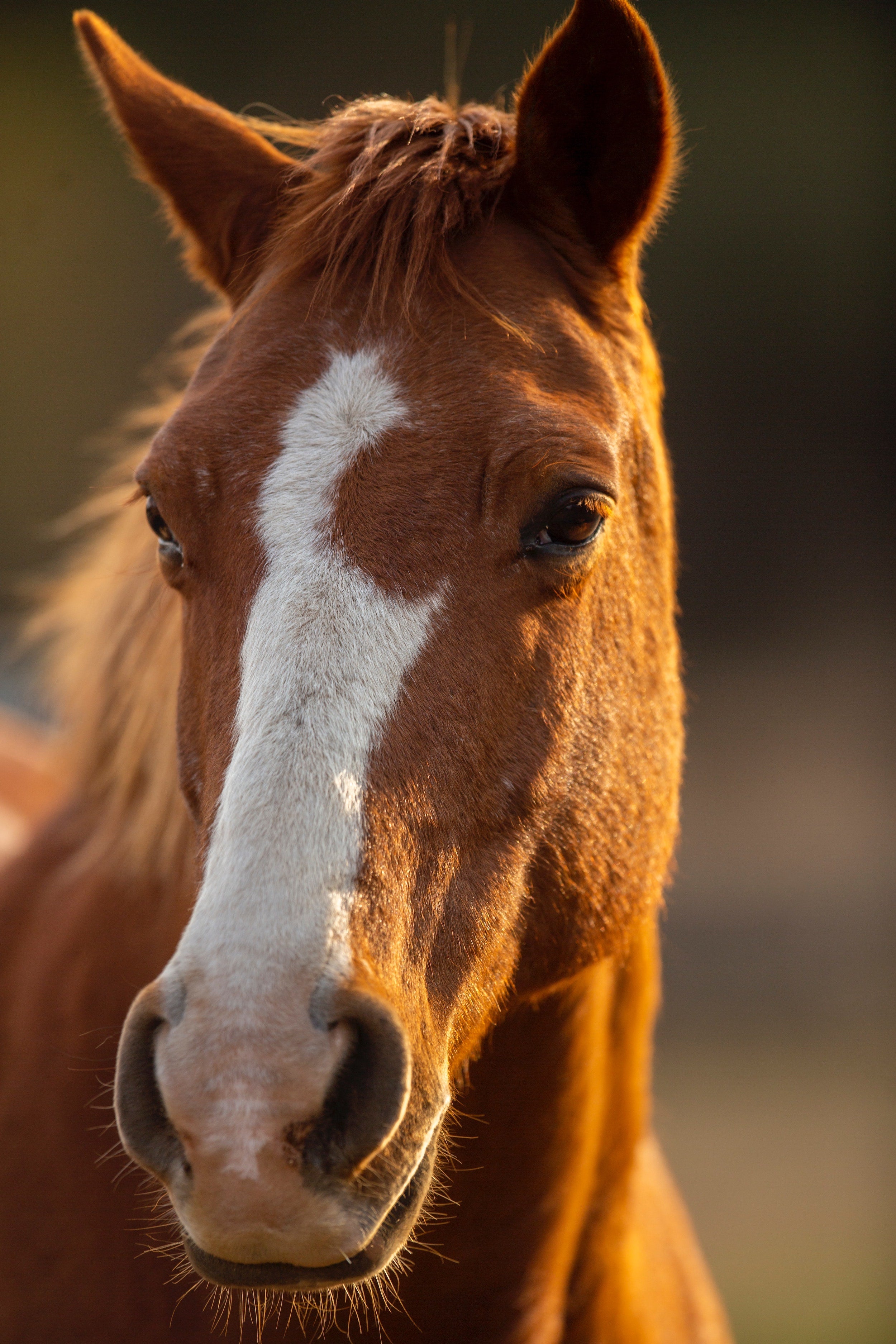 Evaluating Vital Benefits of the Equine Massage Tools of Fascia Edge: